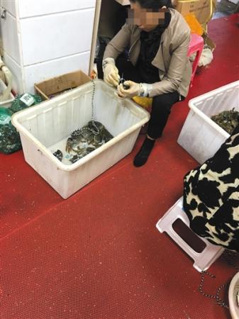 9月25日早上,京深海鲜一蟹行老板为大闸蟹佩戴非官方认可的阳澄湖大闸蟹防伪扣。